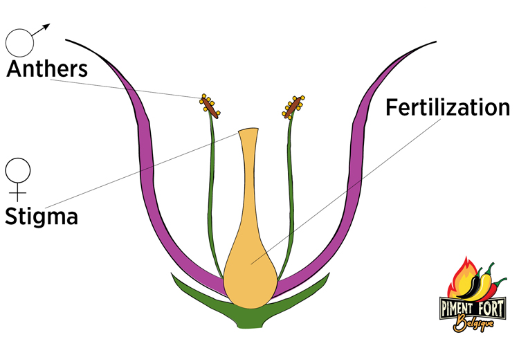 Hybridation